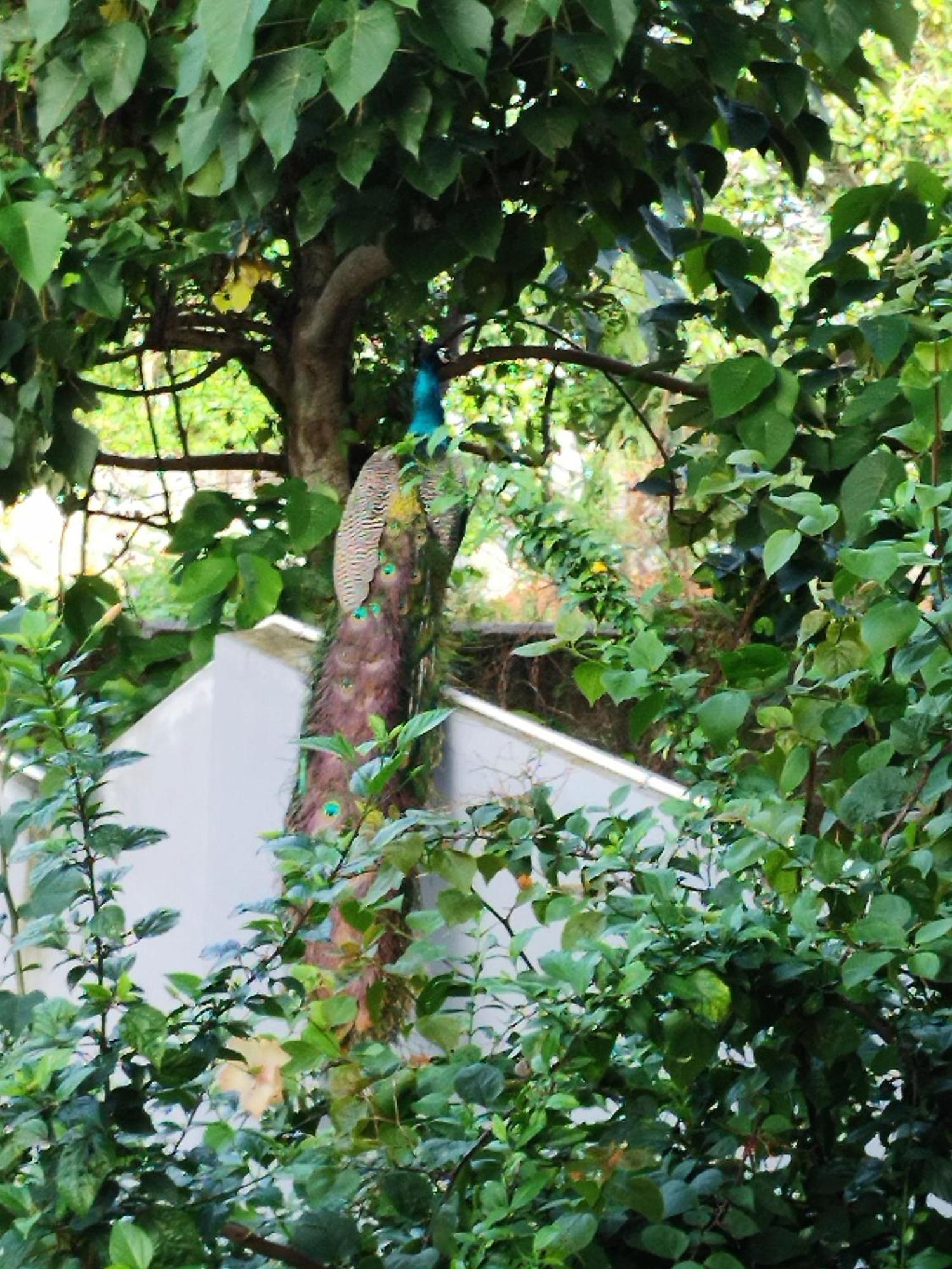 Greenview Homestay Kovalam Thiruvananthapuram Eksteriør billede